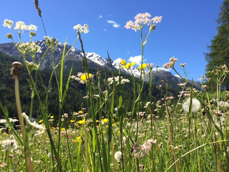 Hotel Allegra Pontresina Eksteriør bilde